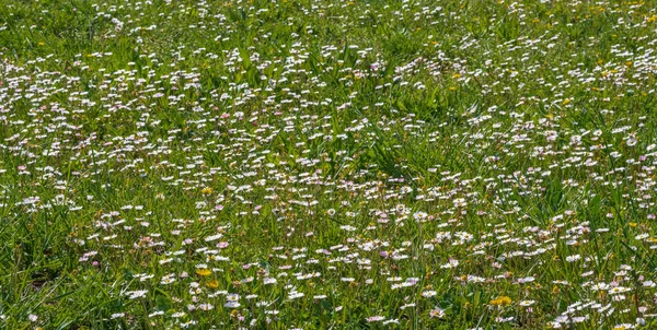 Flower meadows are large rustic meadows dotted with wildflowers in their most attractive ornamental version, made up of seed mixtures of rustic flowering species.