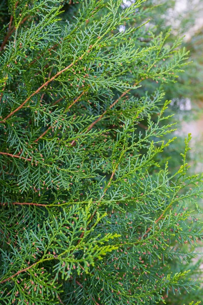 Thuja Jest Rodzajem Należącym Rodziny Cupressaceae Pochodzącym Alaski Regionu Północnoamerykańskich — Zdjęcie stockowe