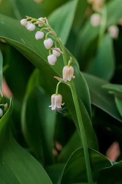 Lily Doliny Jest Kłączową Wieloletnią Rośliną Zielną Należącą Rodziny Szparagowatych — Zdjęcie stockowe