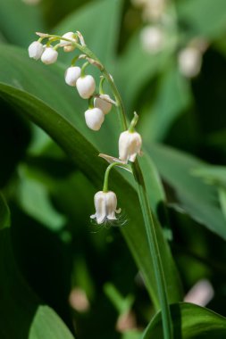 Vadideki Lily, Avrupa 'dan Kafkasya' ya kadar yayılmış Asparagaceae ailesine ait uzun ömürlü bir bitkidir.