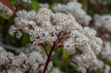 Viburnum tinus. Viburnum vat, Caprifoliaceae familyasından Akdeniz havzasında ve güneydoğu Avrupa 'da yaygın olarak rastlanan bir bitki türü..