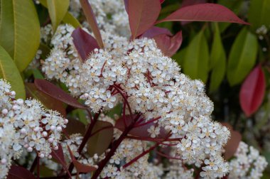 Viburnum tinus. Viburnum vat, Caprifoliaceae familyasından Akdeniz havzasında ve güneydoğu Avrupa 'da yaygın olarak rastlanan bir bitki türü..