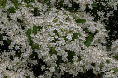 Viburnum tinus. Viburnum vat, Caprifoliaceae familyasından Akdeniz havzasında ve güneydoğu Avrupa 'da yaygın olarak rastlanan bir bitki türü..