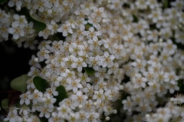 Viburnum tinus. Viburnum vat, Caprifoliaceae familyasından Akdeniz havzasında ve güneydoğu Avrupa 'da yaygın olarak rastlanan bir bitki türü..