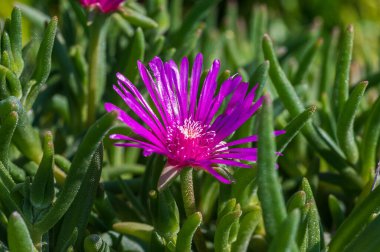 Mesembriantemo küçük sulu bir bitkidir. Küçük, sulu bir bitkidir..