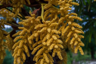 Trachycarpus fortune. Çin keneviri palmiyesinin sarı çiçeği. Birçok tek çiçeğin oluşturduğu bir şişkinliktir. Koçan çok dallıdır ve kalın bir gövdeye asılır..