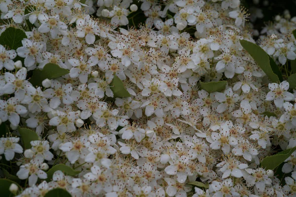 Viburnum Tinus Vasca Viburno Una Pianta Della Famiglia Delle Caprifoliaceae — Foto Stock