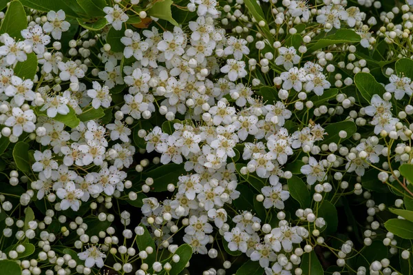Viburnum Tinus Kawaler Viburnum Jest Rośliną Rodziny Caprifoliaceae Rozpowszechnioną Basenie — Zdjęcie stockowe
