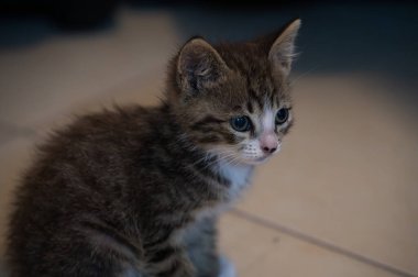 Evcil kedi Felidae familyasına ait küçük etobur bir memelidir. Esasen bölgesel ve kreusküler doğasıyla kedi, küçük hayvanların avcısıdır..