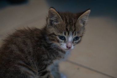 Evcil kedi Felidae familyasına ait küçük etobur bir memelidir. Esasen bölgesel ve kreusküler doğasıyla kedi, küçük hayvanların avcısıdır..