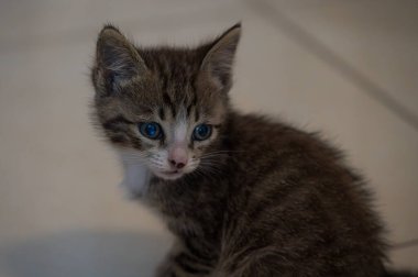 Evcil kedi Felidae familyasına ait küçük etobur bir memelidir. Esasen bölgesel ve kreusküler doğasıyla kedi, küçük hayvanların avcısıdır..