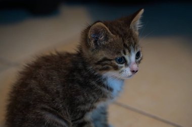 Evcil kedi Felidae familyasına ait küçük etobur bir memelidir. Esasen bölgesel ve kreusküler doğasıyla kedi, küçük hayvanların avcısıdır..