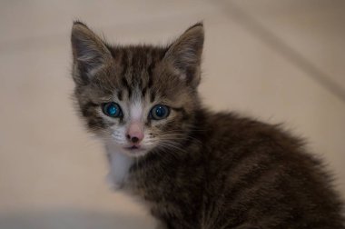 Evcil kedi Felidae familyasına ait küçük etobur bir memelidir. Esasen bölgesel ve kreusküler doğasıyla kedi, küçük hayvanların avcısıdır..