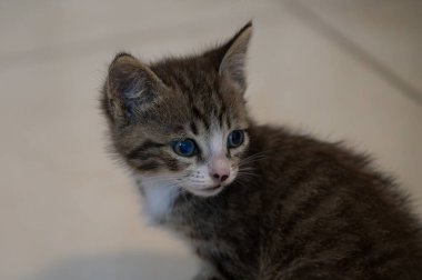 Evcil kedi Felidae familyasına ait küçük etobur bir memelidir. Esasen bölgesel ve kreusküler doğasıyla kedi, küçük hayvanların avcısıdır..