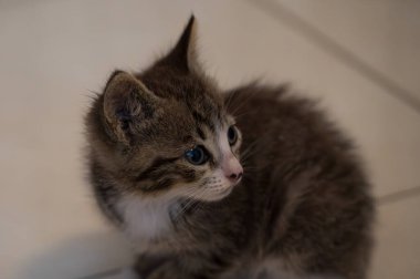 Evcil kedi Felidae familyasına ait küçük etobur bir memelidir. Esasen bölgesel ve kreusküler doğasıyla kedi, küçük hayvanların avcısıdır..