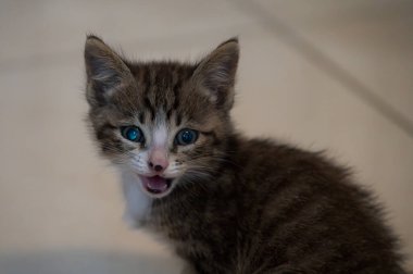 Evcil kedi Felidae familyasına ait küçük etobur bir memelidir. Esasen bölgesel ve kreusküler doğasıyla kedi, küçük hayvanların avcısıdır..