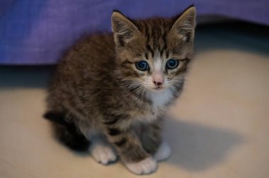 Evcil kedi Felidae familyasına ait küçük etobur bir memelidir. Esasen bölgesel ve kreusküler doğasıyla kedi, küçük hayvanların avcısıdır..