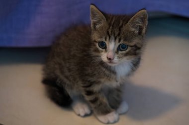 Evcil kedi Felidae familyasına ait küçük etobur bir memelidir. Esasen bölgesel ve kreusküler doğasıyla kedi, küçük hayvanların avcısıdır..