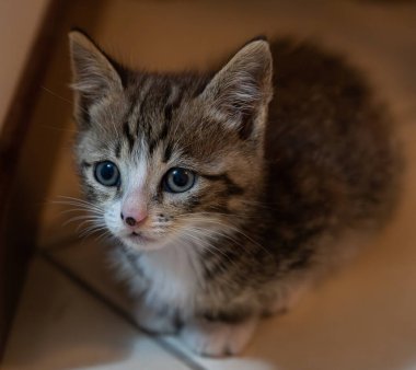 Evcil kedi Felidae familyasına ait küçük etobur bir memelidir. Esasen bölgesel ve kreusküler doğasıyla kedi, küçük hayvanların avcısıdır..