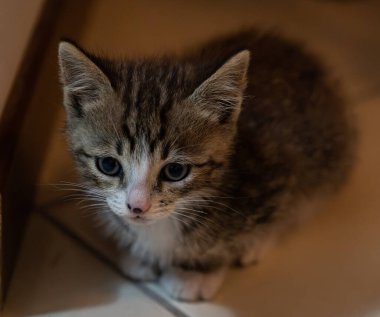 Evcil kedi Felidae familyasına ait küçük etobur bir memelidir. Esasen bölgesel ve kreusküler doğasıyla kedi, küçük hayvanların avcısıdır..