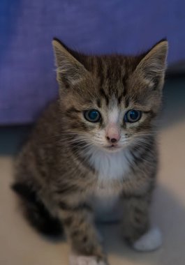 Evcil kedi Felidae familyasına ait küçük etobur bir memelidir. Esasen bölgesel ve kreusküler doğasıyla kedi, küçük hayvanların avcısıdır..