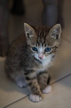 Evcil kedi Felidae familyasına ait küçük etobur bir memelidir. Esasen bölgesel ve kreusküler doğasıyla kedi, küçük hayvanların avcısıdır..