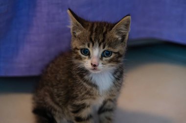 Evcil kedi Felidae familyasına ait küçük etobur bir memelidir. Esasen bölgesel ve kreusküler doğasıyla kedi, küçük hayvanların avcısıdır..