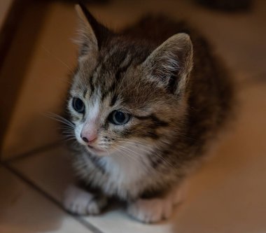 Evcil kedi Felidae familyasına ait küçük etobur bir memelidir. Esasen bölgesel ve kreusküler doğasıyla kedi, küçük hayvanların avcısıdır..