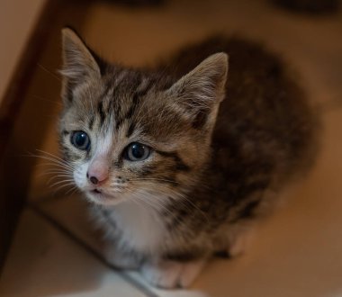 Evcil kedi Felidae familyasına ait küçük etobur bir memelidir. Esasen bölgesel ve kreusküler doğasıyla kedi, küçük hayvanların avcısıdır..