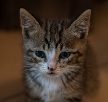 Evcil kedi Felidae familyasına ait küçük etobur bir memelidir. Esasen bölgesel ve kreusküler doğasıyla kedi, küçük hayvanların avcısıdır..