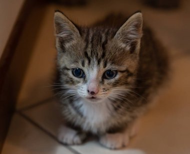 Evcil kedi Felidae familyasına ait küçük etobur bir memelidir. Esasen bölgesel ve kreusküler doğasıyla kedi, küçük hayvanların avcısıdır..