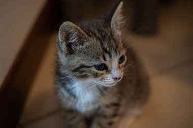 Evcil kedi Felidae familyasına ait küçük etobur bir memelidir. Esasen bölgesel ve kreusküler doğasıyla kedi, küçük hayvanların avcısıdır..