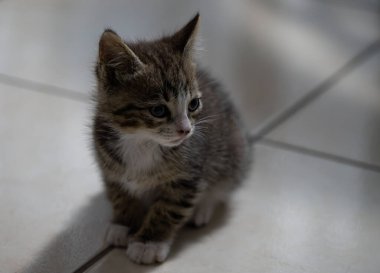 Evcil kedi Felidae familyasına ait küçük etobur bir memelidir. Esasen bölgesel ve kreusküler doğasıyla kedi, küçük hayvanların avcısıdır..