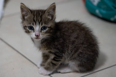 Evcil kedi Felidae familyasına ait küçük etobur bir memelidir. Esasen bölgesel ve kreusküler doğasıyla kedi, küçük hayvanların avcısıdır..