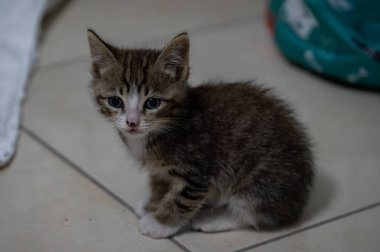 Evcil kedi Felidae familyasına ait küçük etobur bir memelidir. Esasen bölgesel ve kreusküler doğasıyla kedi, küçük hayvanların avcısıdır..