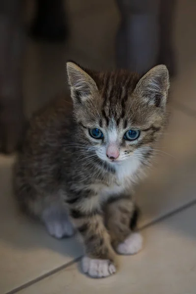 Kucing Domestik Adalah Mamalia Karnivora Kecil Milik Keluarga Felidae Dengan — Stok Foto