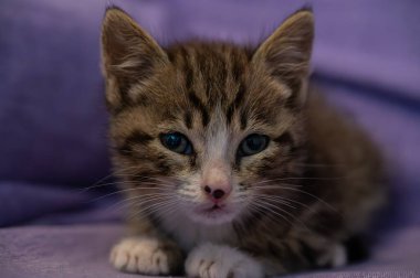 Evcil kedi Felidae familyasına ait küçük etobur bir memelidir. Esasen bölgesel ve kreusküler doğasıyla kedi, küçük hayvanların avcısıdır..