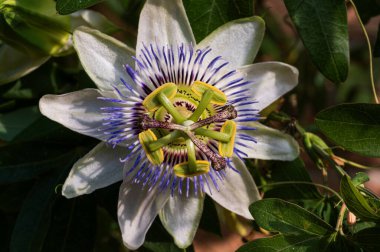 Passiflora L., Passifloraceae familyasının 570 'ten fazla bitki türü ve yıllık otçul bitkiler, tırmanma ve liana alışkanlığı olan 5-6 metre uzunluğunda bir bitki cinsidir..