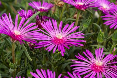 Mesembriantemo küçük sulu bir bitkidir. Küçük, sulu bir bitkidir..