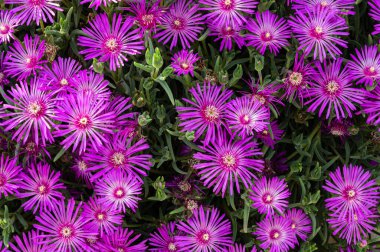 Mesembriantemo küçük sulu bir bitkidir. Küçük, sulu bir bitkidir..