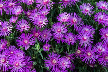 Mesembriantemo küçük sulu bir bitkidir. Küçük, sulu bir bitkidir..