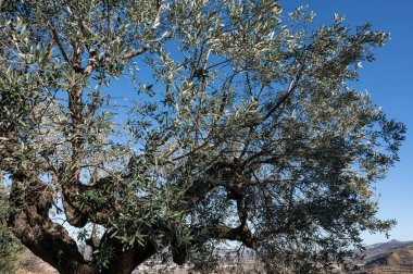 Zeytin. Zeytin ya da zeytin ağacı, Küçük Asya ve Suriye kökenli olduğu tahmin edilen bir meyve ağacıdır..