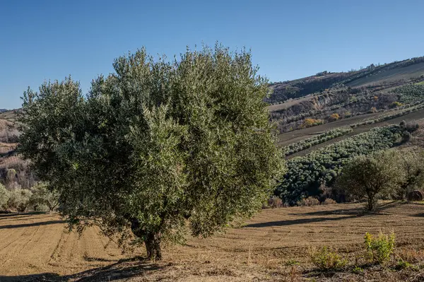 Olive. The olive or olive tree is a fruit tree that is presumed to originate from Asia Minor and Syria.