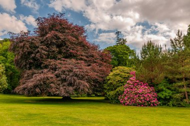 İrlanda, Killarney 'deki Muckross Evi, Kerry ilçesi. William Burn tarafından tasarlandı ve 1843 'te inşa edildi. Görünüm