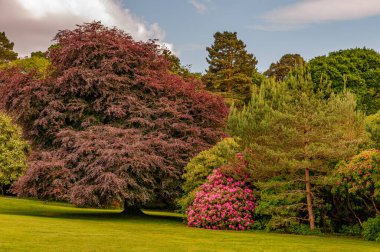 İrlanda, Killarney 'deki Muckross Evi, Kerry ilçesi. William Burn tarafından tasarlandı ve 1843 'te inşa edildi. Görünüm