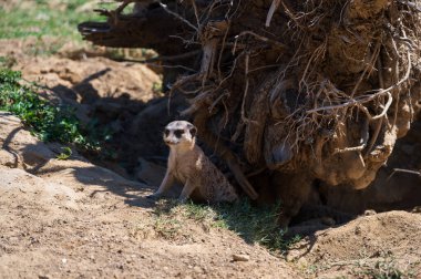 Mirket, Herpestid ailesinin bir firavunfaresidir, Güney Afrika 'da yaygın olarak bulunan Suricata cinsinin tek türüdür..