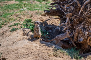 Mirket, Herpestid ailesinin bir firavunfaresidir, Güney Afrika 'da yaygın olarak bulunan Suricata cinsinin tek türüdür..