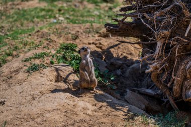 Mirket, Herpestid ailesinin bir firavunfaresidir, Güney Afrika 'da yaygın olarak bulunan Suricata cinsinin tek türüdür..