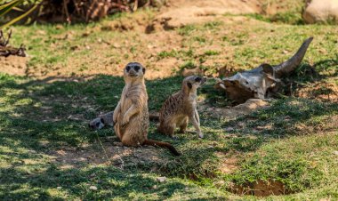 Mirket, Herpestid ailesinin bir firavunfaresidir, Güney Afrika 'da yaygın olarak bulunan Suricata cinsinin tek türüdür..
