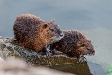Hindistan cevizi, aynı zamanda bataklık kunduzu veya kunduz olarak da bilinir, Güney Amerika 'da yaşayan tek canlı türü olan Myocastoridae familyasından bir kemirgendir..